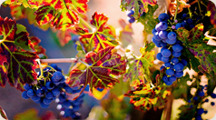 In vino veritas. Рестораны Москвы